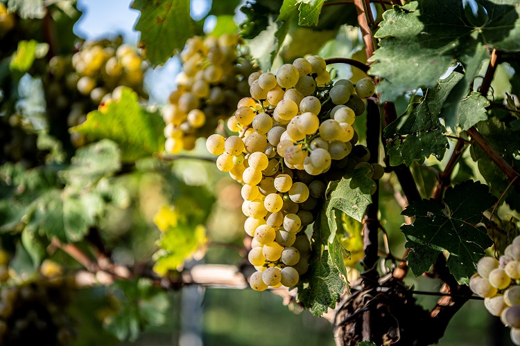 Fotocredit: ÖWM Robert Herbst - Bild: Grüner Veltliner Trauben